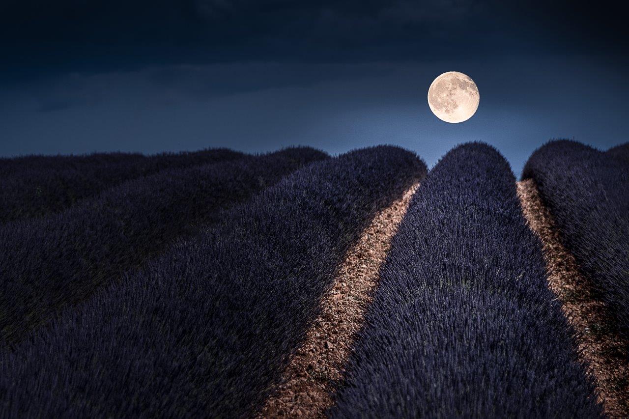 Lavender field and full moon